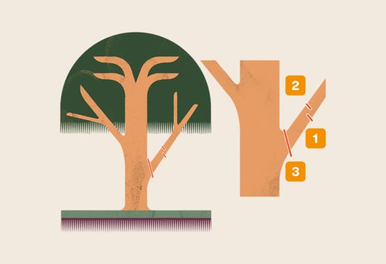 Illustration af hvordan man fjerner en tyk gren.