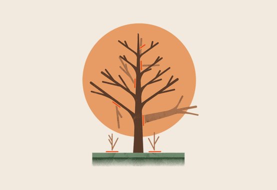 Illustration af, hvad der skal beskæres fra træer.