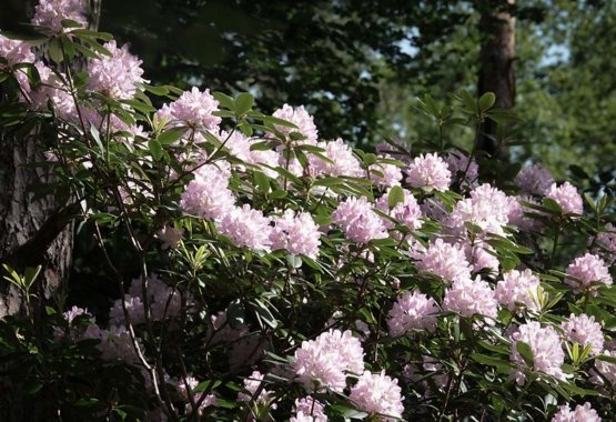 Blomstrende rhododendron.